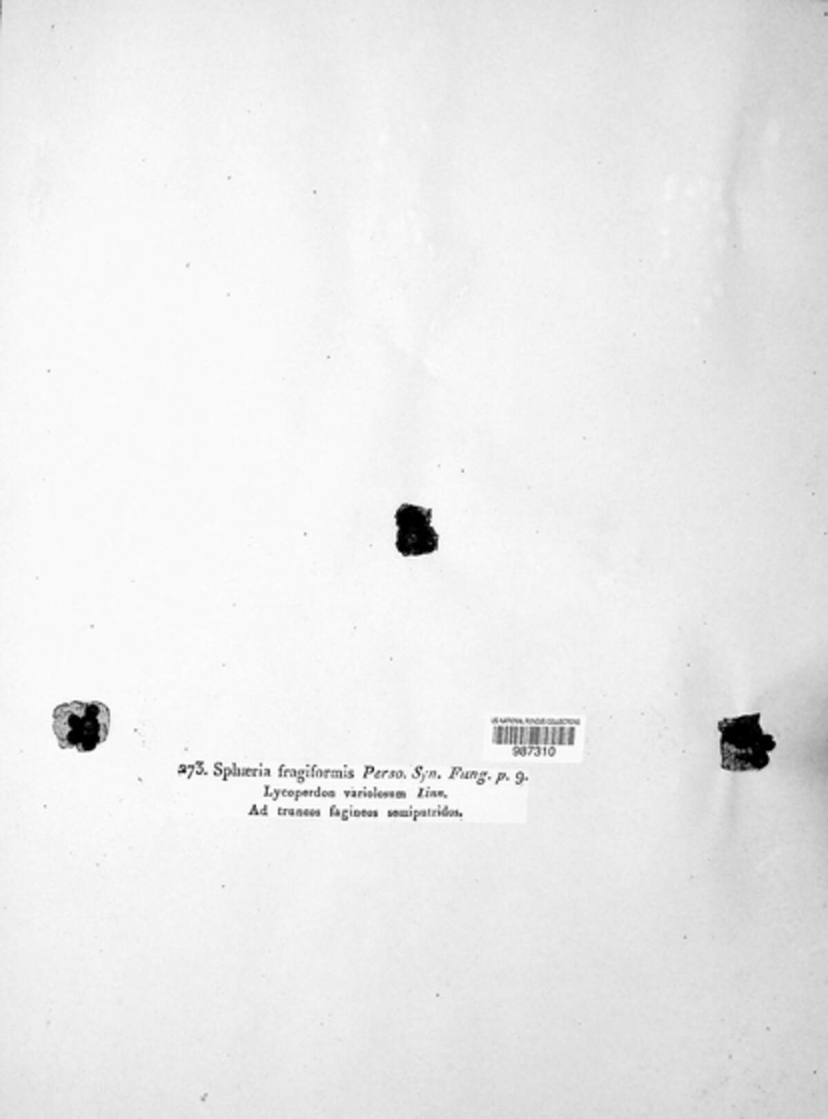 Hypoxylon fragiforme image